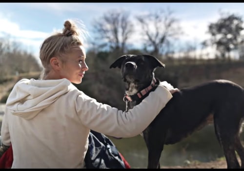 The Government's Role in Animal Control and Pet Licensing in Travis County, TX: A Closer Look
